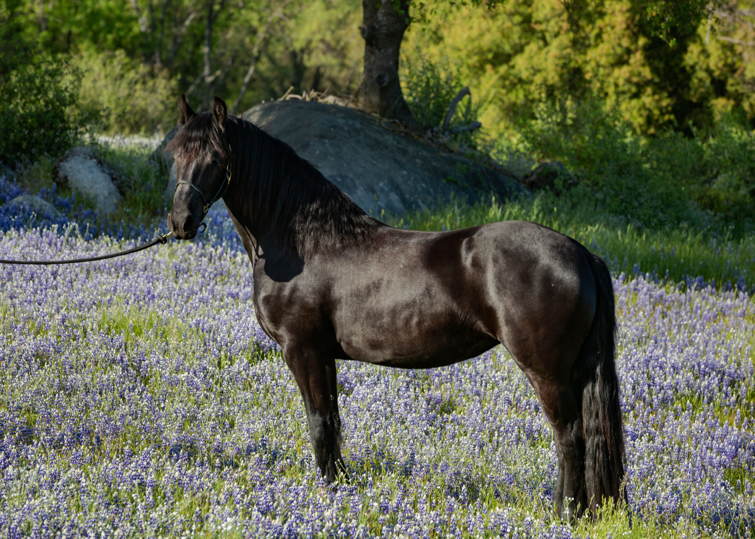 Guinevere of WHM SOLD