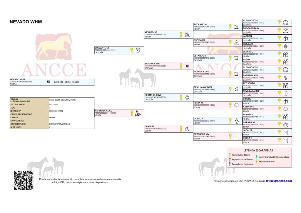 Nevado WHM PRE Stallion Pedigree