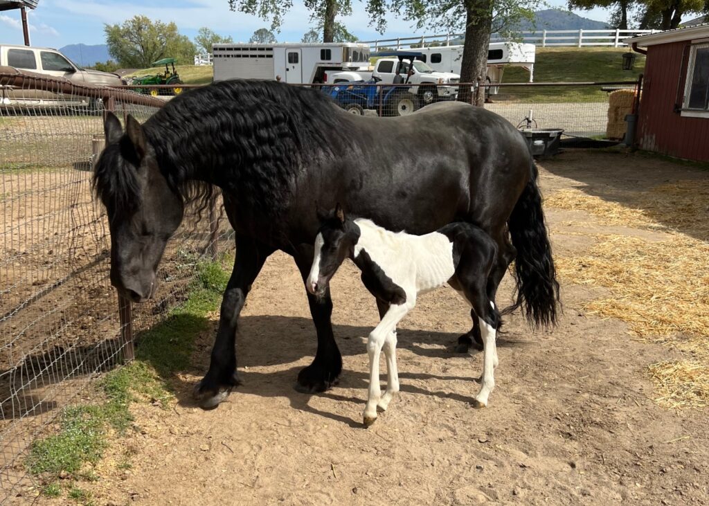 Friesian mare with barock pinto baby