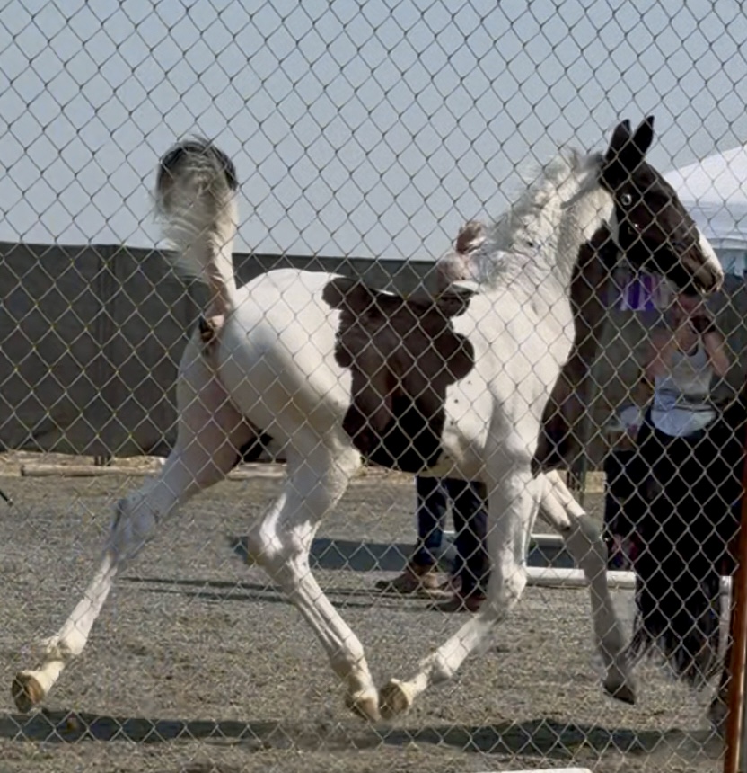 Patrick WHM 2025 Homozygous Colt- Traveling to his forever home in Georgia the end of April , 2026! Congratulations to his new owner!